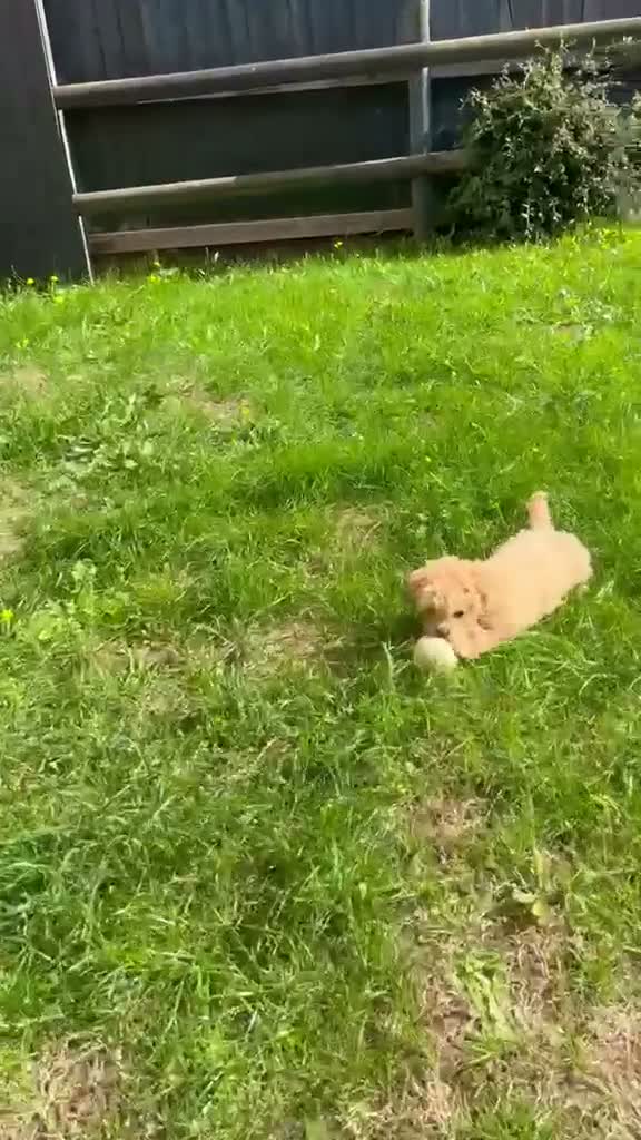 Maltipoo dogs for sale: Tiny toy Maltipoo boy  - Video 2