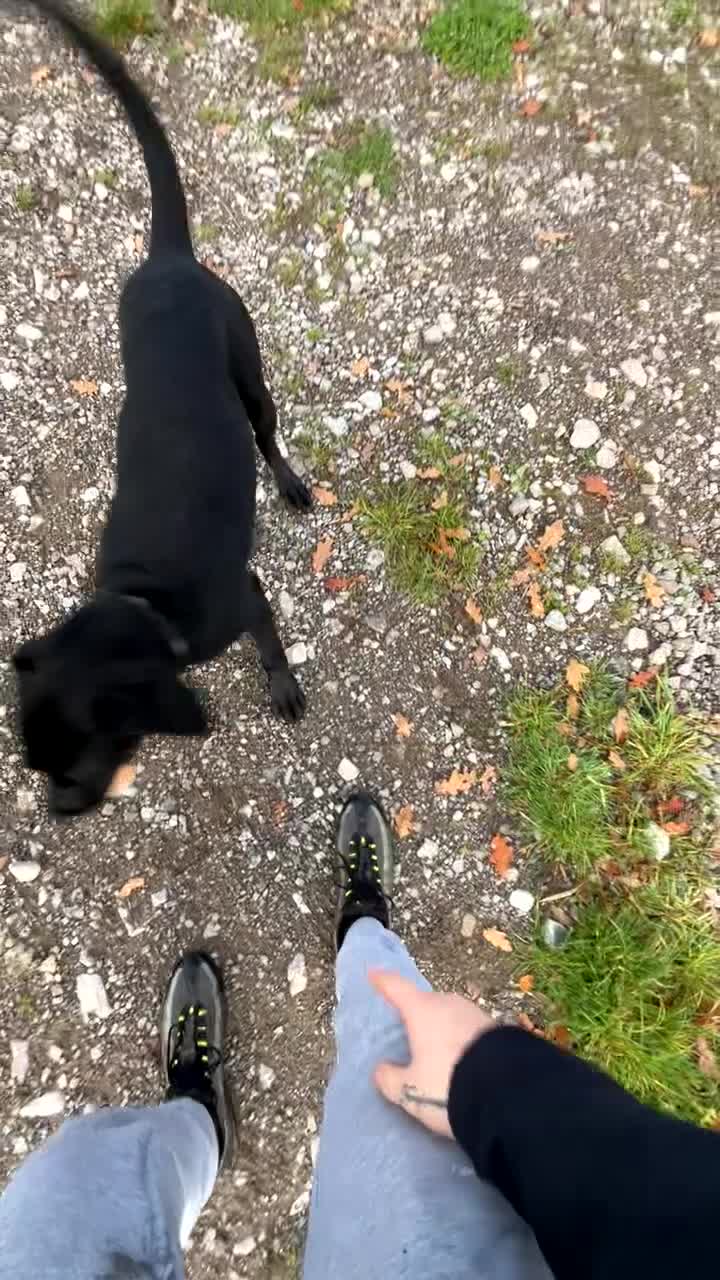 Mixed Breed dogs for sale: My Odi - Video 1