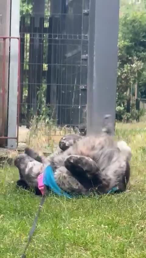 Mixed Breed dogs for sale: Meet our Border Collie mix girl Wink 💕 Needs home - Video 1