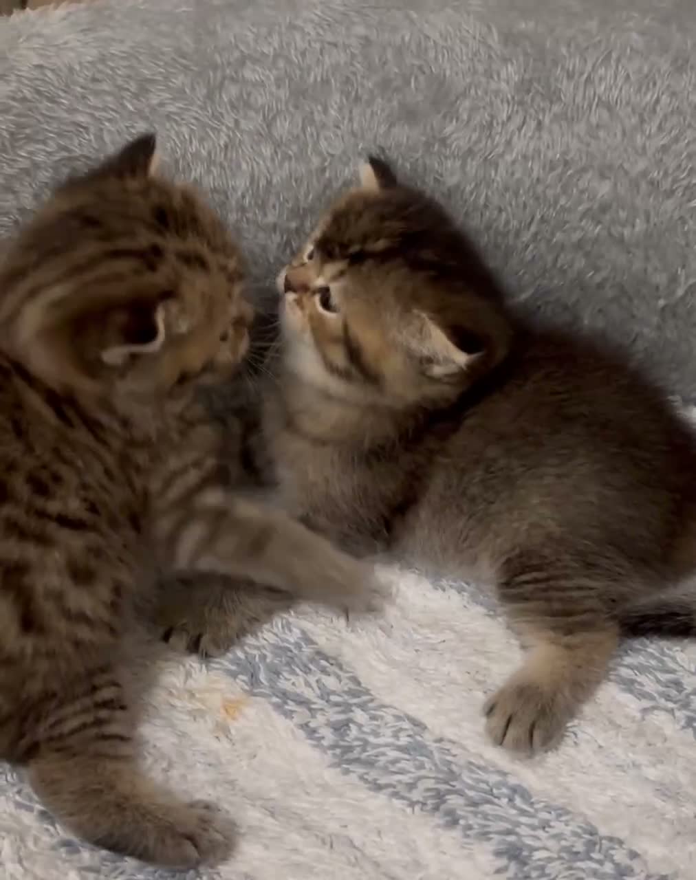 British Shorthair cats for sale: Pedigree British Shorthair  - Video 2