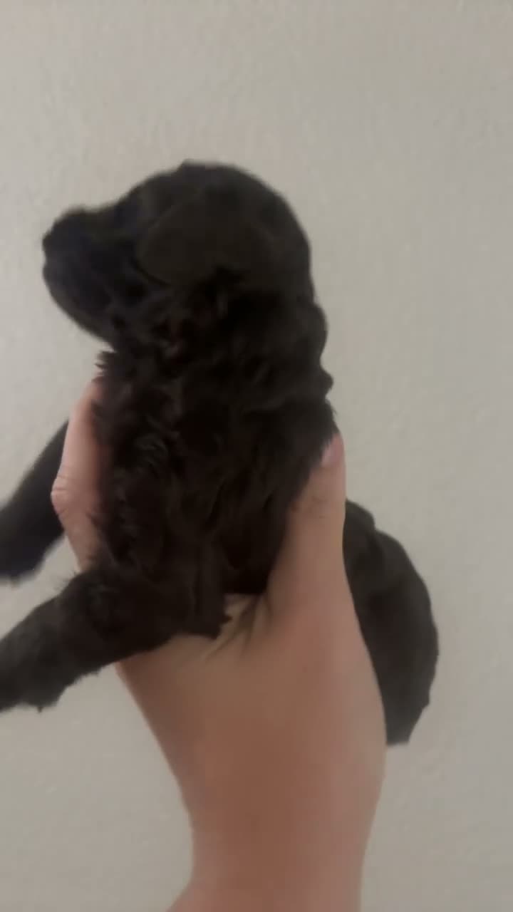 Cockapoo dogs for sale: Cocapoo puppies in Cramlington - Video 3