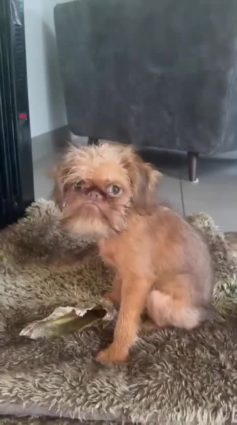 Griffon Bruxellois dogs for sale: Cute Female Griffon  - Video 1