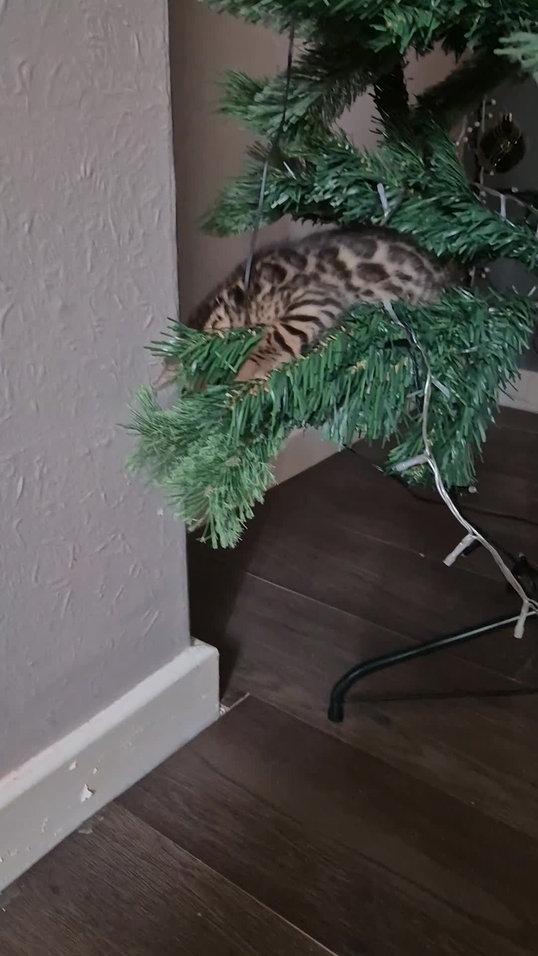 Bengal cats for sale: Bengal Kittens-Reservations Now Open  - Video 1