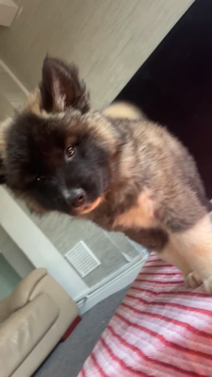 Akita dogs for sale: akita puppies  - Video 1