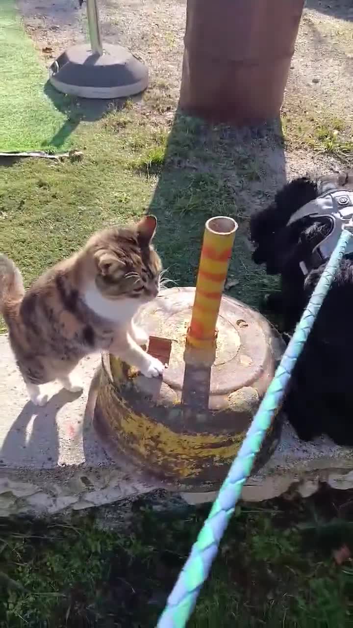 Mixed Breed dogs for adoption: Gina  in Ashford - Video 5