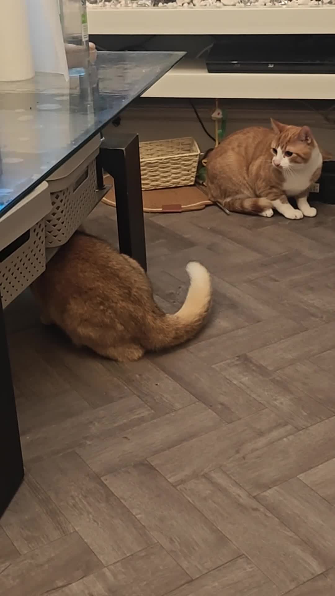 British Shorthair cats for sale: Male cat for sale - 9 months  - Video 1