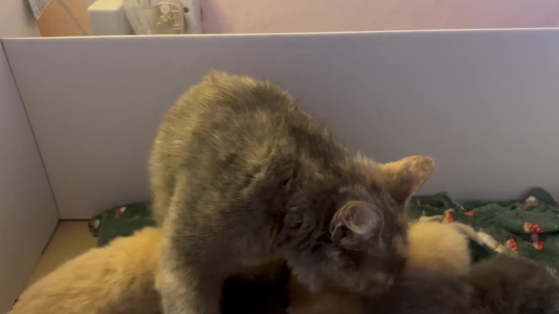 Ragdoll cats for sale: Beautiful 3/4 ragdoll kittens for 5* homes - Video 1