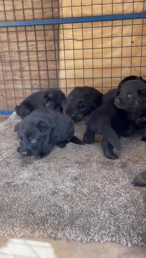 German Shepherd dogs for sale: Black German Shepherded Puppies for Sale - Video 3