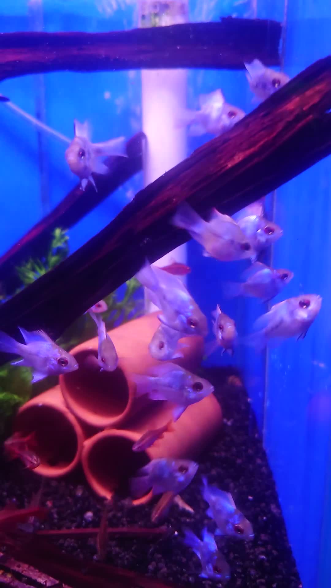 Other/Mixed Breed fish for sale: Fish Stock List - Updated Regularly  - Video 4