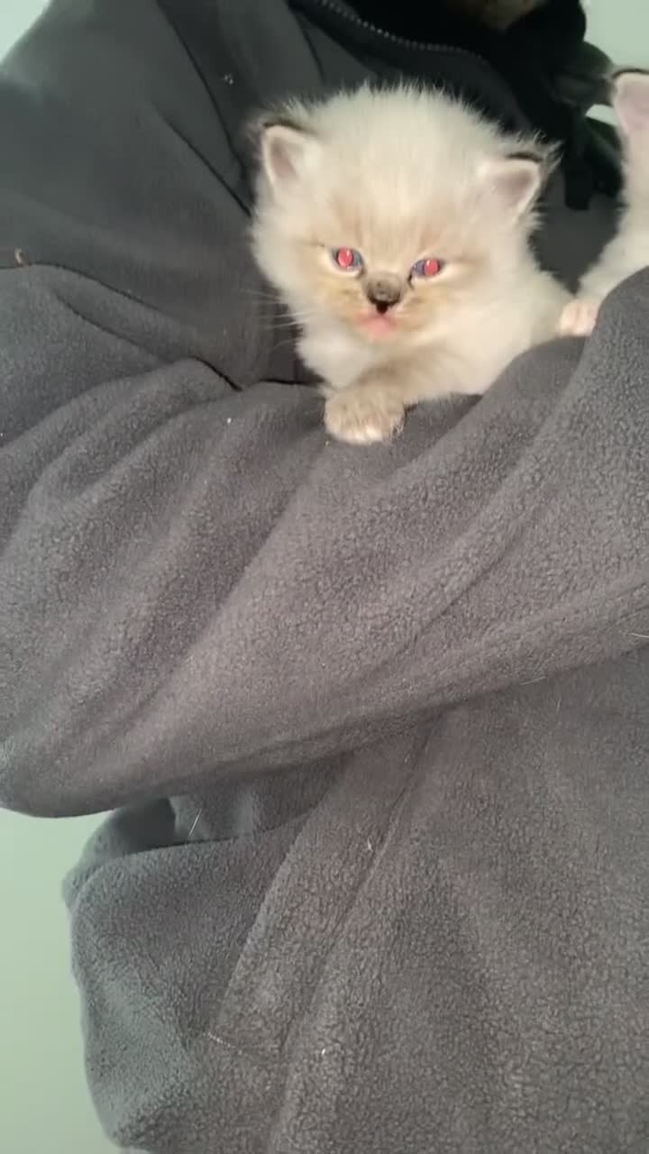 Ragdoll cats for sale: Ragdoll kittens in Pickering - Video 1