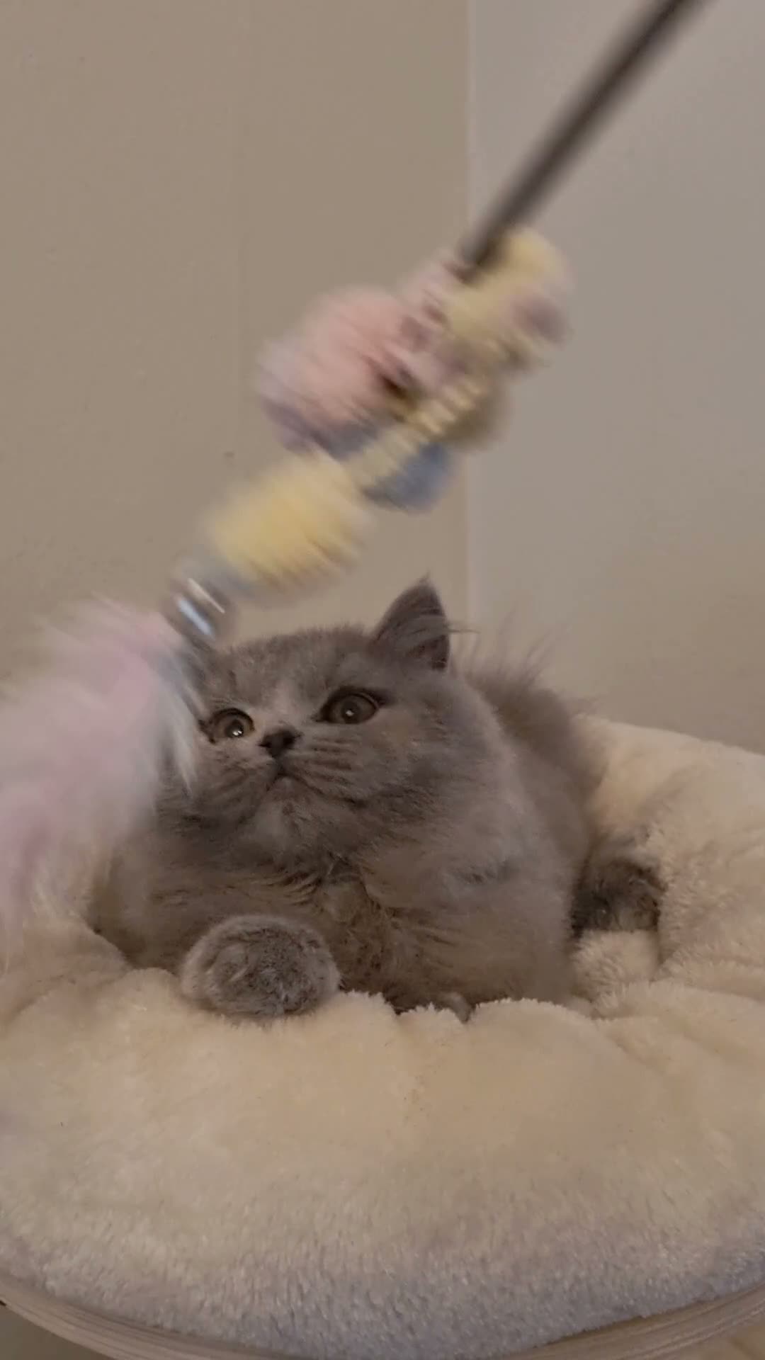 British Shorthair cats for sale: Stunning British Shorthair & Longhair Kittens  - Video 2