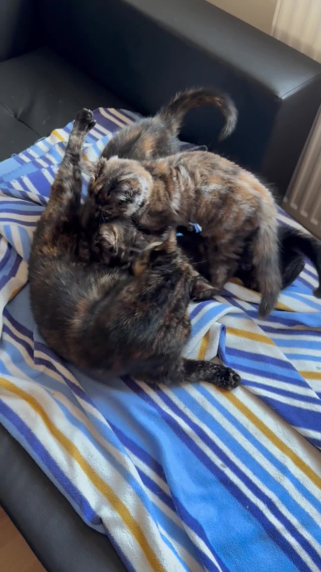 Mixed Breed cats for sale: 3 beautiful kittens for sale  - Video 1