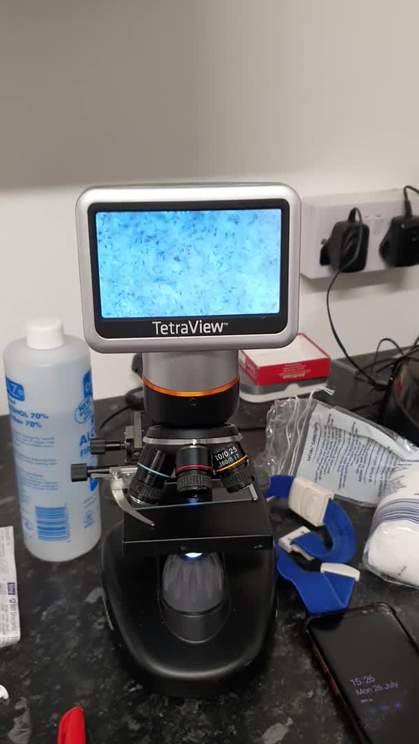 Staffordshire Bull Terrier dogs for stud: Stud for breeding in Ilkeston - Video 2