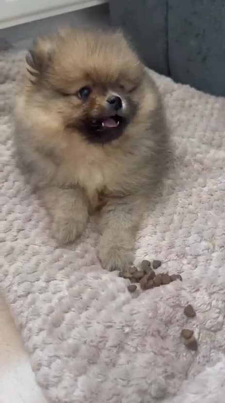 Pomeranian dogs for sale: Pomeranian Girl . Ready to go new home  - Video 1