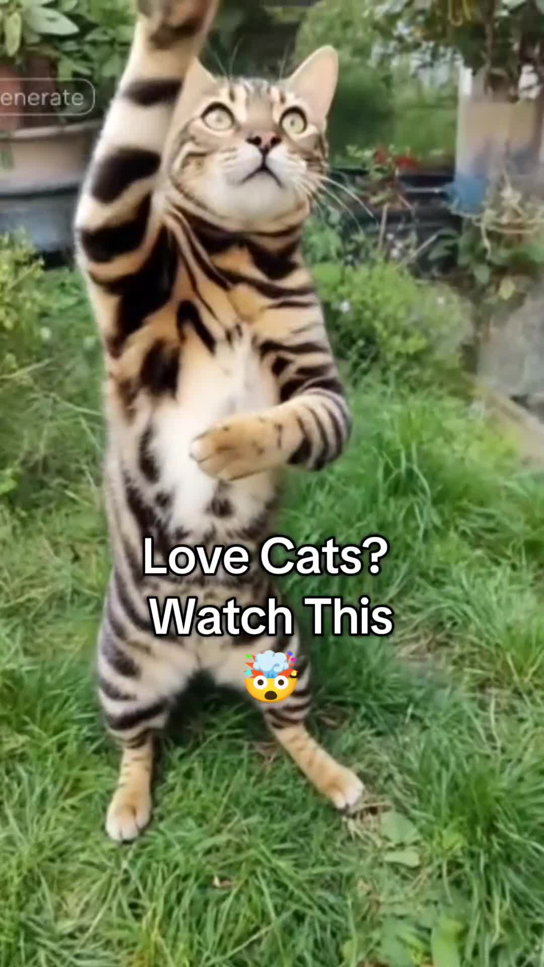 Bengal cats for sale: 🐆 Stunning TICA Registered Bengals Available 🐾 - Video 1