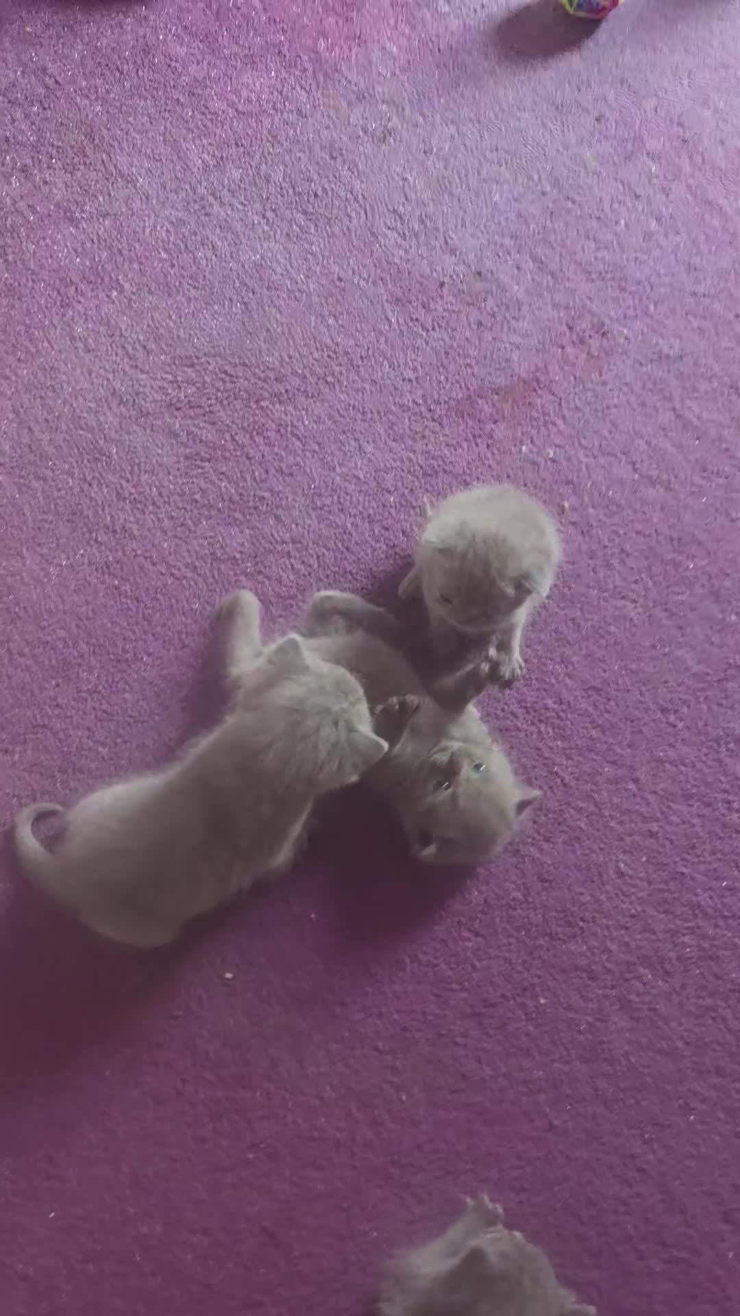 British Shorthair cats for sale: 6 x British Short-haired Blue kittens for sale - Video 1