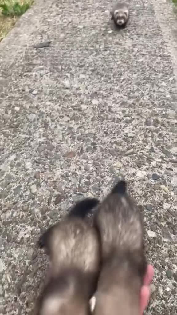 Ferret rodents for sale: Polecats kits - Video 1