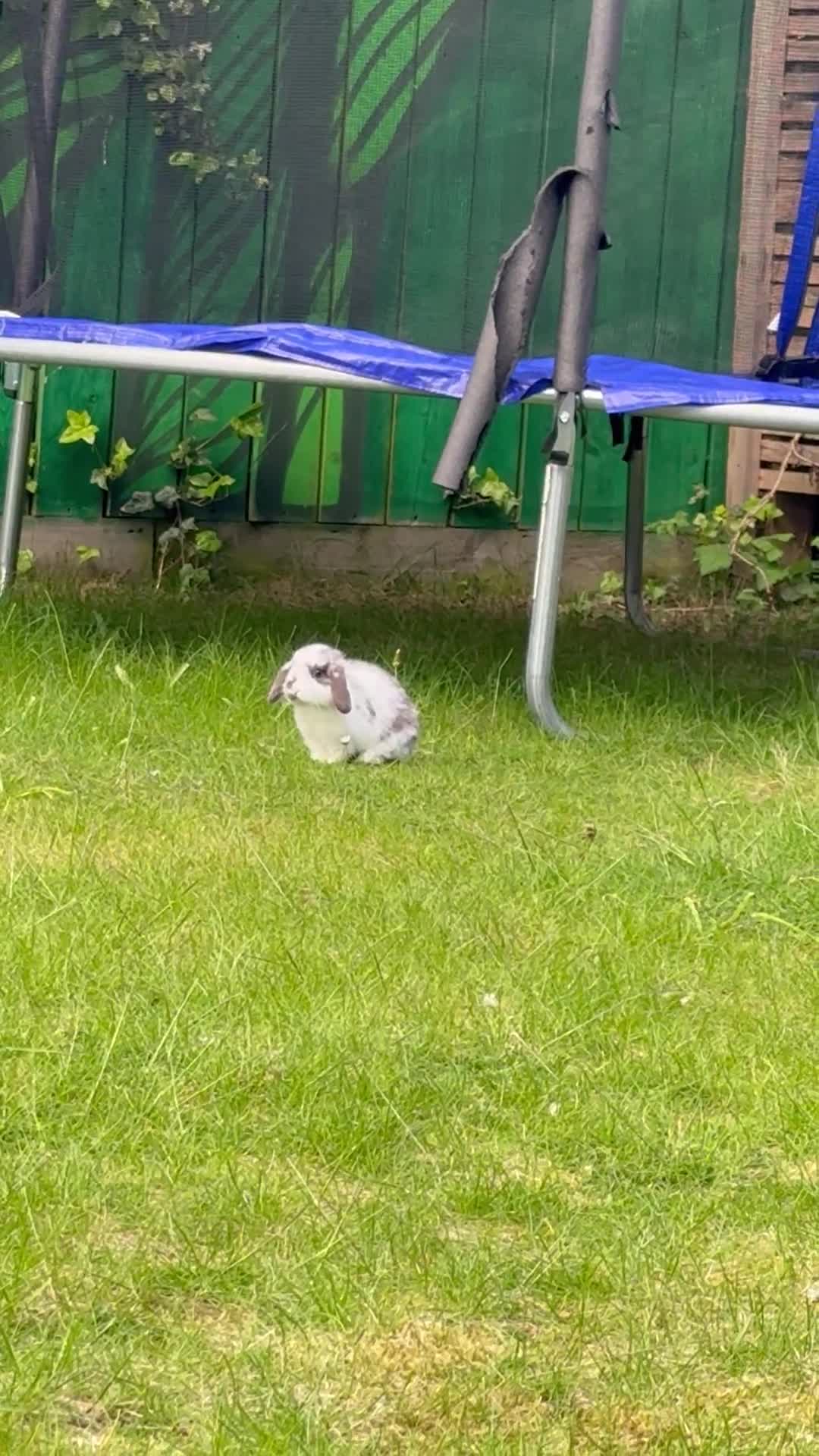 Mini Lop rabbits for sale: 6 month old Lop in Sunderland - Video 2