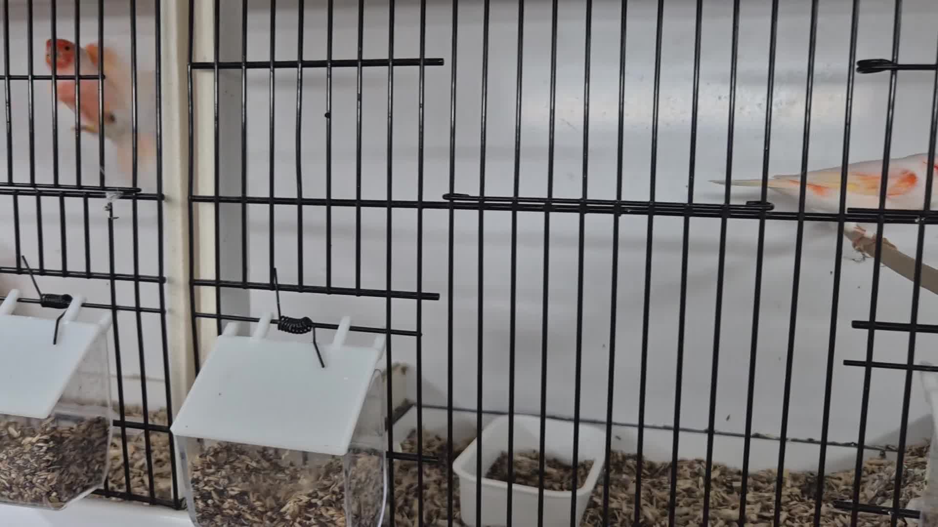 Canaries birds for sale: Stunning Red Mosaic Canaries - Video 1