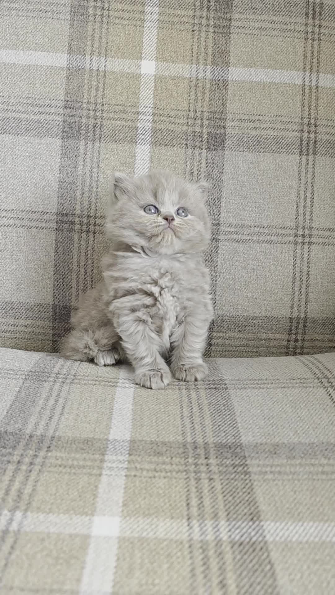 British Shorthair cats for sale: Exceptional Champion🏆 British longhair kitten - Video 2