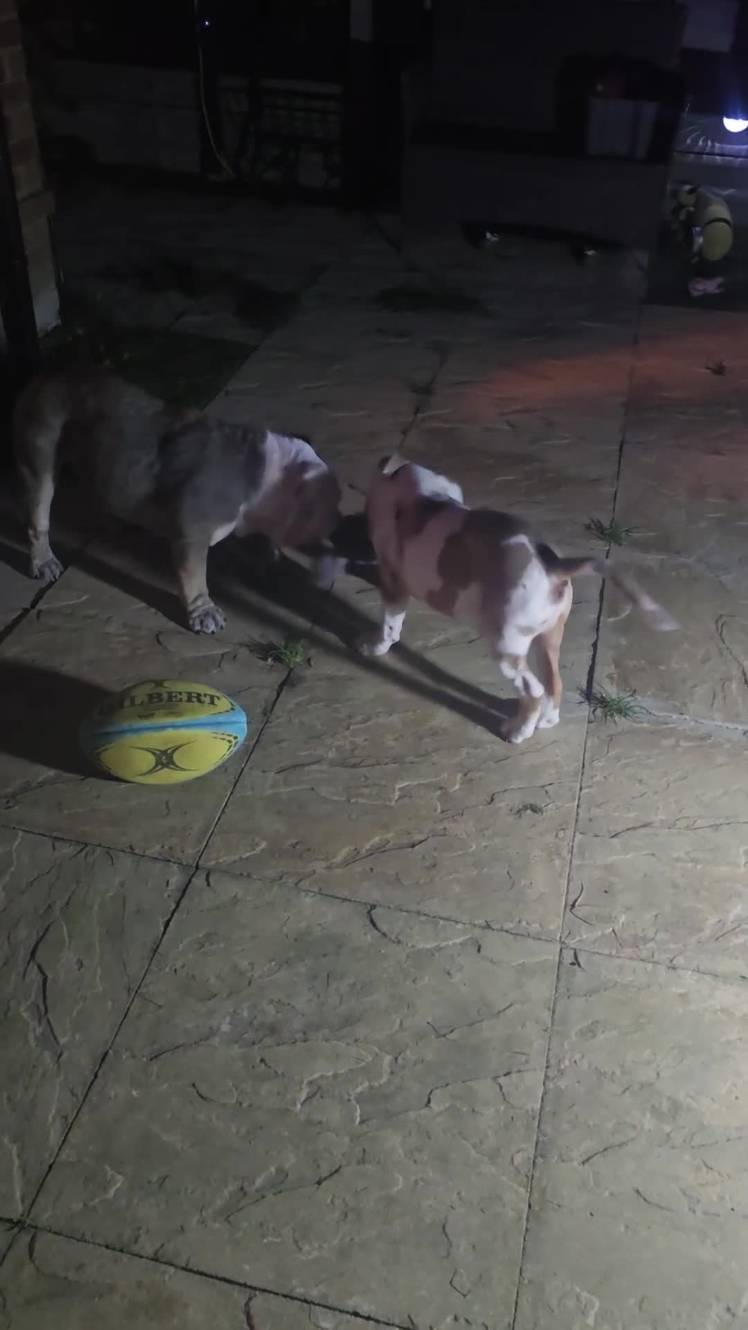 American Bulldog dogs for sale: Male American bulldog x  - Video 1