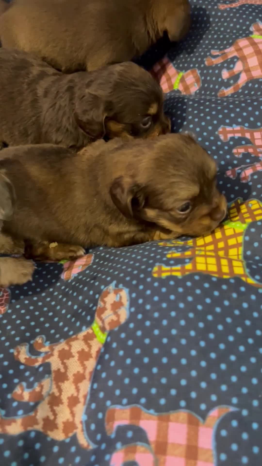 Miniature Dachshund dogs for sale: Stunning full pedigree Miniature Dachshunds  - Video 3