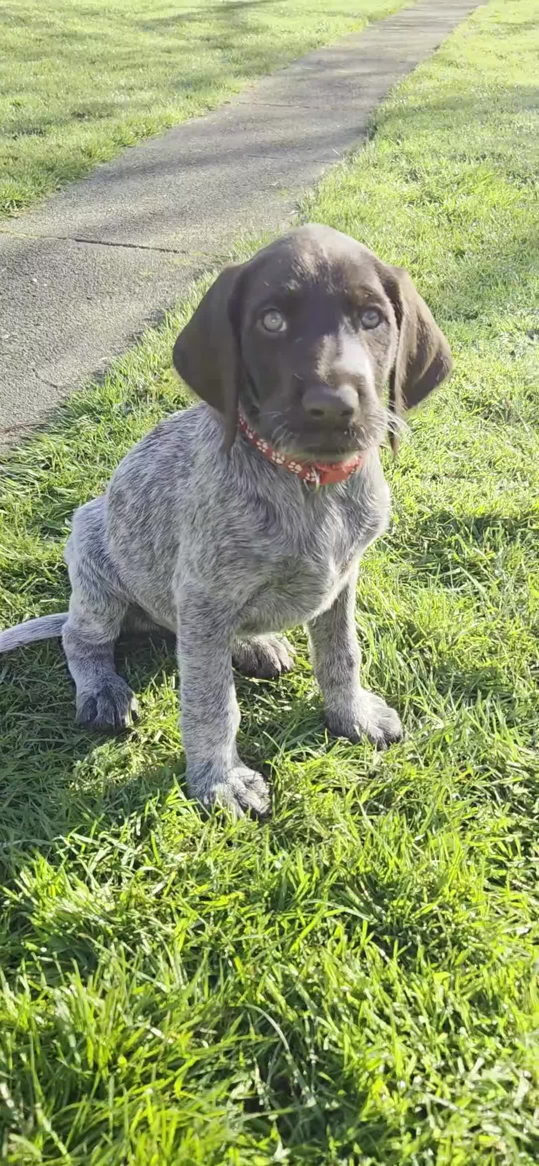 German Wirehaired Pointer dogs for sale: German Pointer GWP Puppies not GSP - Video 1