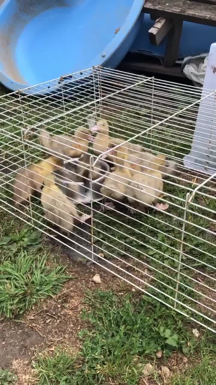 Ducks poultry for sale: Muscovy ducklings  - Video 1