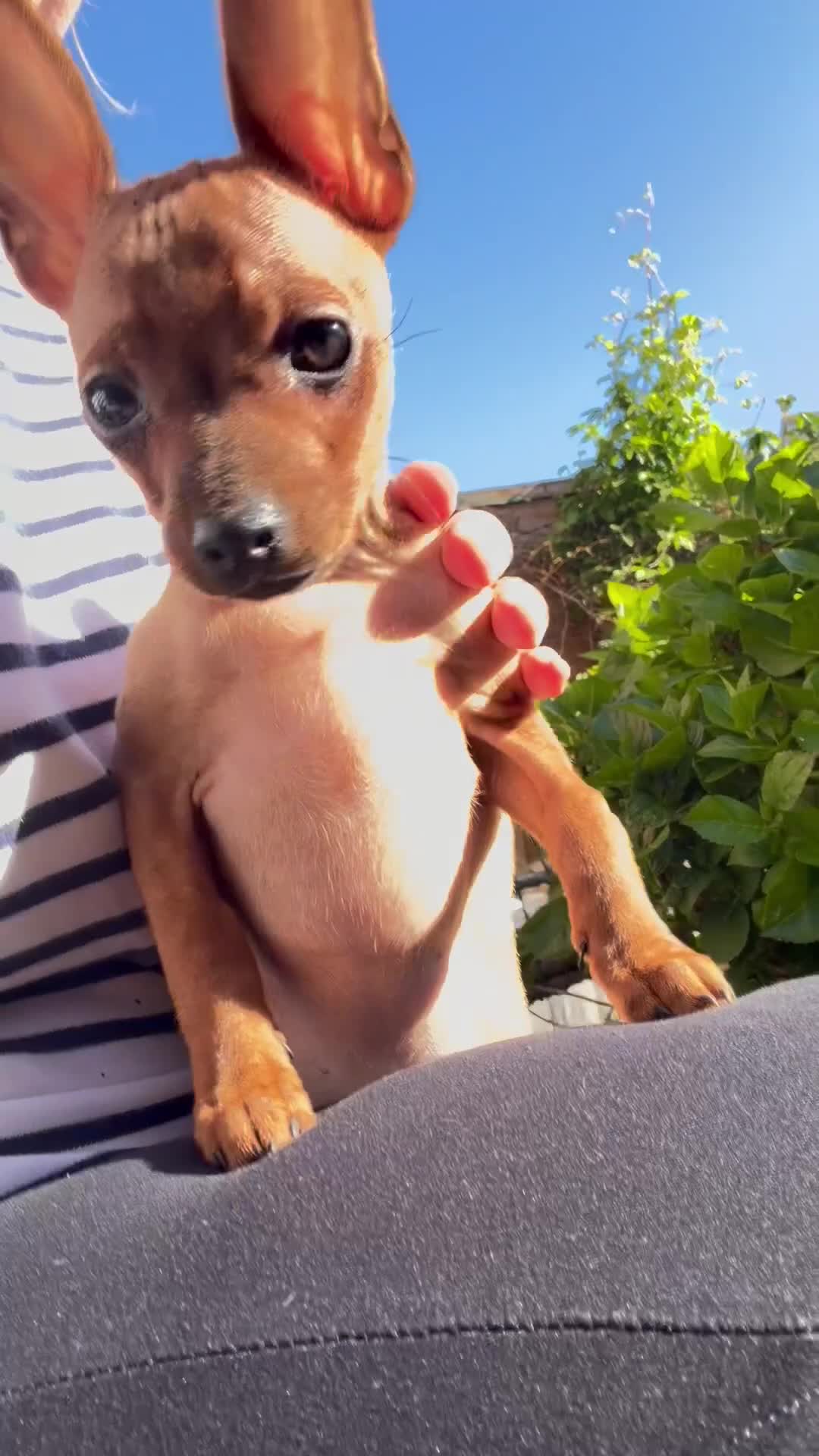Russian Toy Terrier dogs for sale: Russian Toy Terrier - Video 1