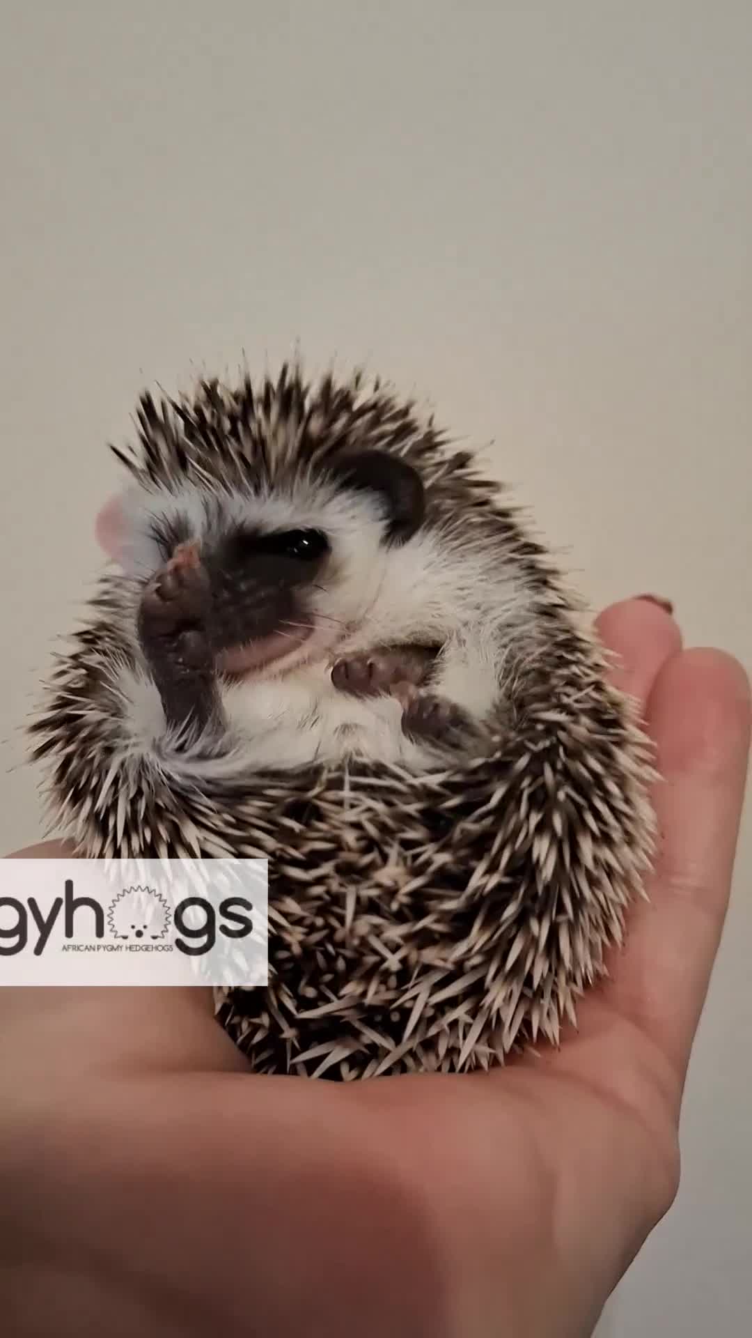 Pygmy Hedgehog rodents for sale: Handsome boys available-new pics added 5/8 - Video 2