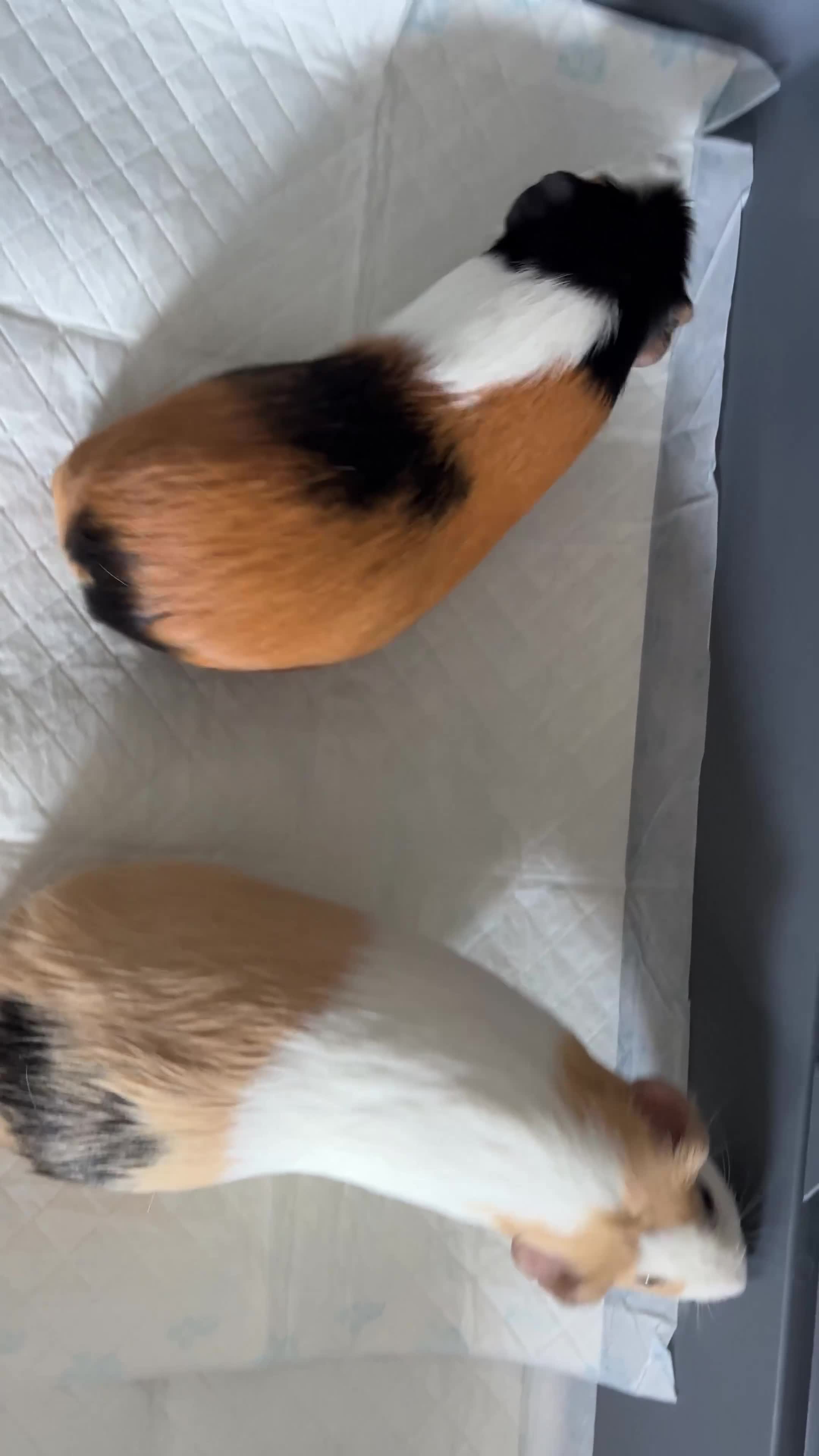 Guinea Pig rodents for sale: Two cute bonded male guinea pigs & complete set up in Canterbury - Video 1