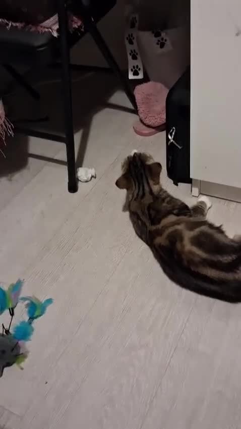 Domestic Shorthair cats for adoption: Adult tabby Rescue Cat Looking for a Forever Home in Hook - Video 1