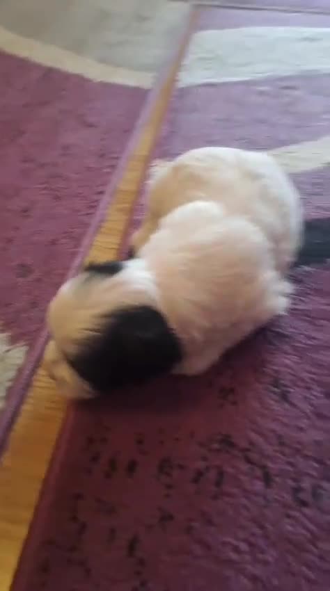 Bichon Frise dogs for sale: 4beautiful Bichon Frise puppies (3boys and 1 girl) - Video 3
