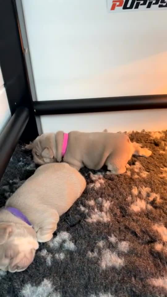 French Bulldog dogs for sale: Isabella & tan intensity girls /liliac fawn boy 🐾 - Video 1