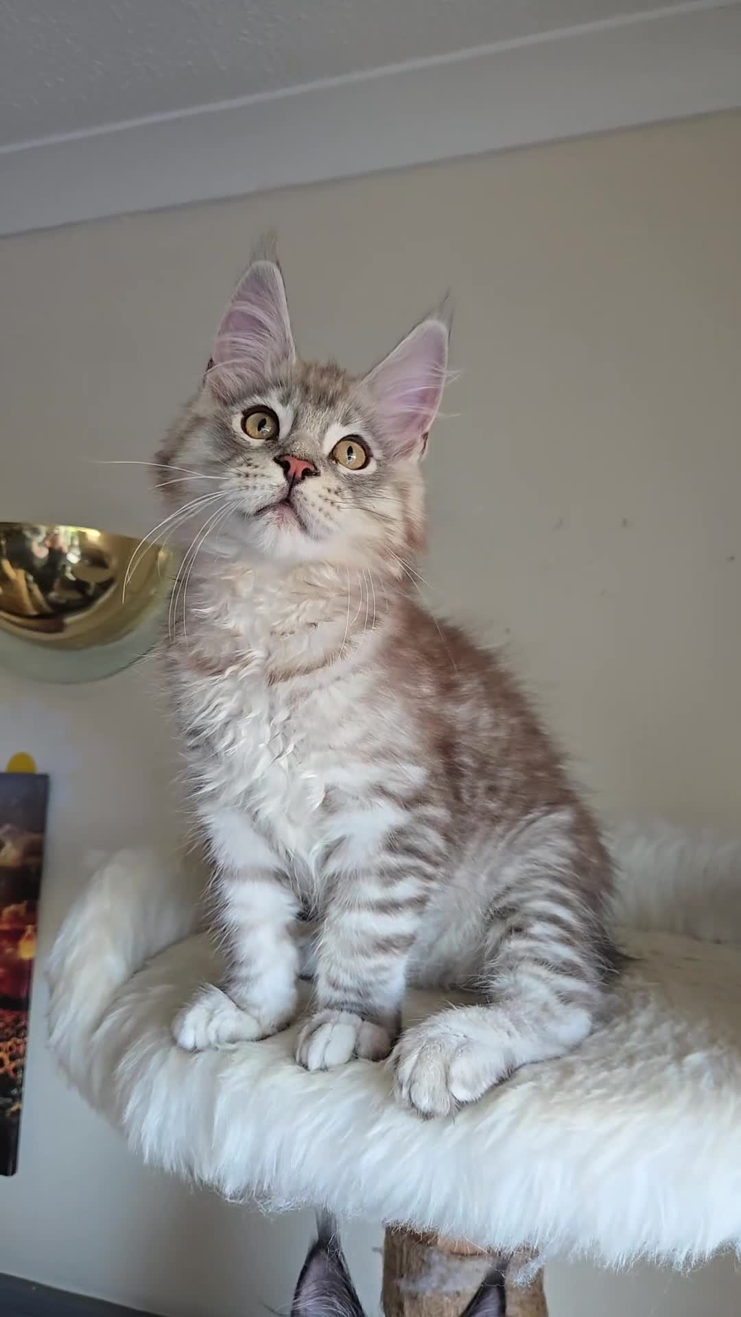 Maine Coon cats for sale: Ready now! Chunky Silver Tabby boy - Video 2