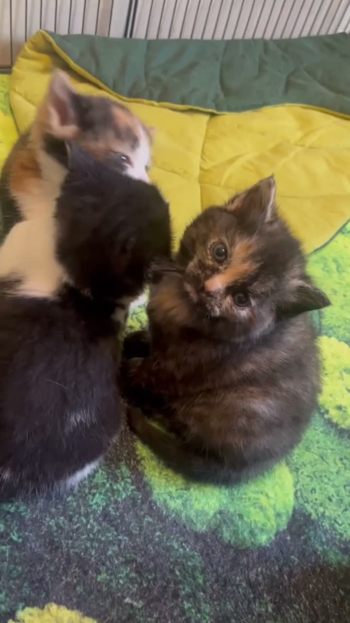 Mixed Breed cats for sale: Loveable cuddly girls 💕 - Video 1