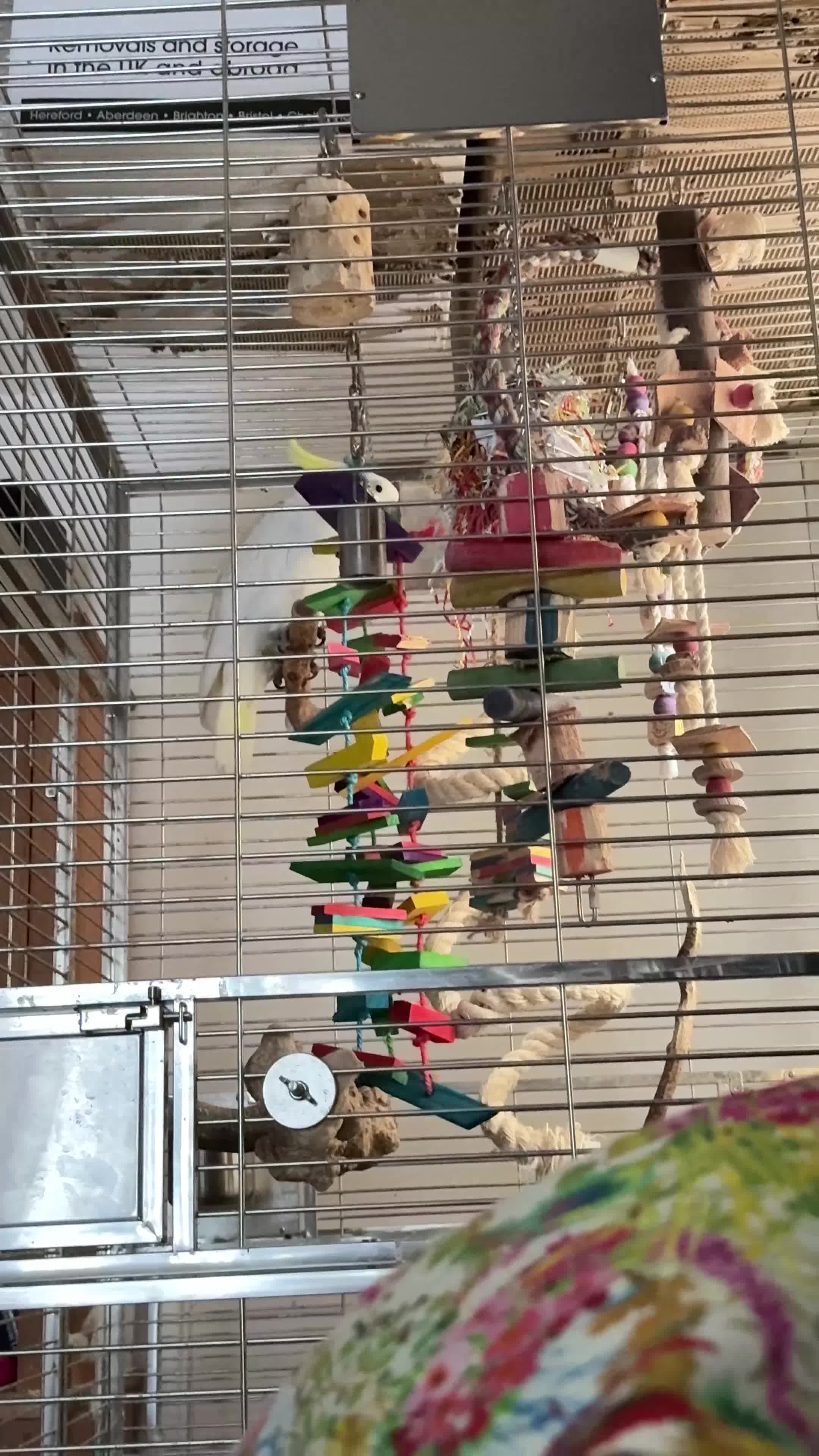 Cockatoo birds for sale: Triton Cockatoo - Beautiful Tame Trained & Social  in Stroud - Video 4