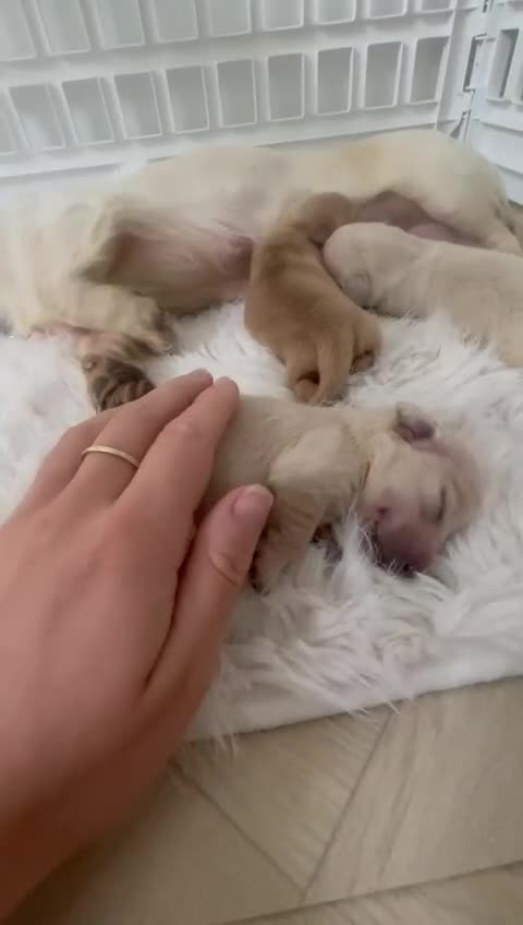 Miniature Dachshund dogs for sale: Platinum Cream Long Haired Miniature Dachshund - Video 1