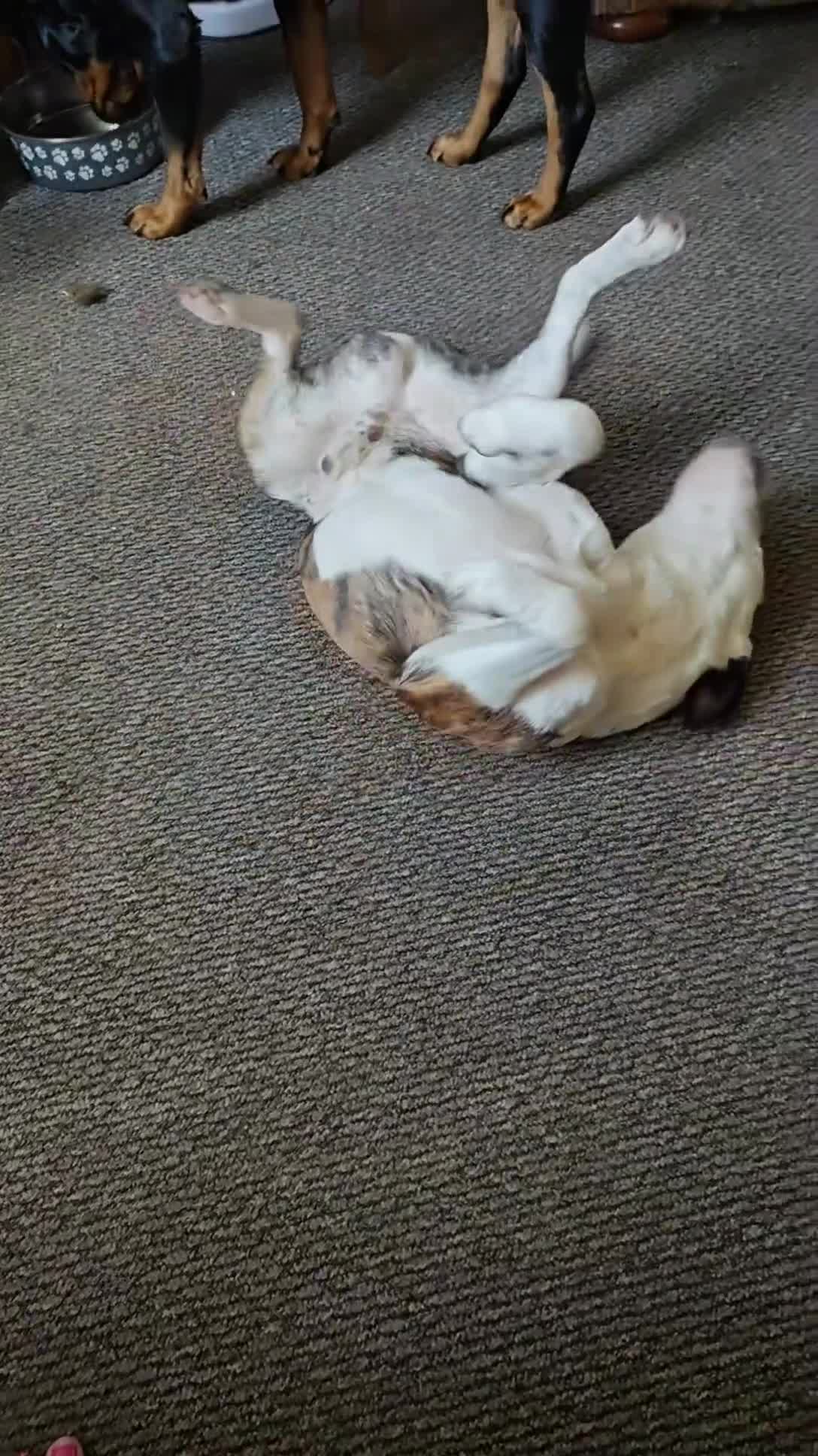 Mixed Breed dogs for sale: Mixed breed male dog - Video 2