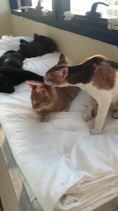Mixed Breed cats for adoption: TALULA RARE GINGER GIRL & CALLIE 6M BONDED GIRL  - Video 3