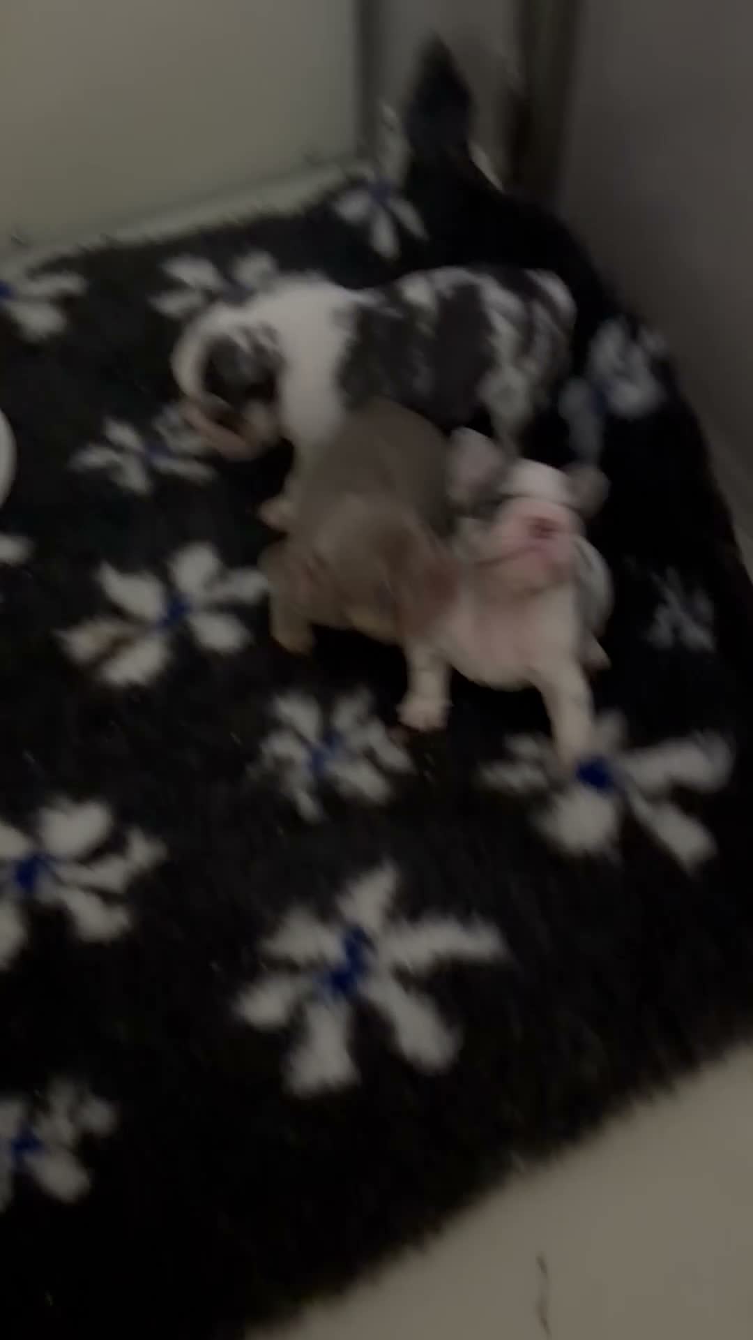 French Bulldog dogs for sale: Baby meets Gotti  - Video 2