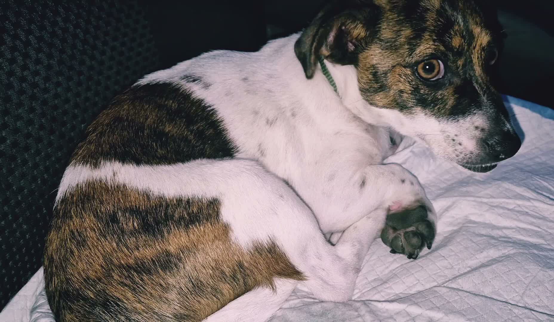 Jack Russell dogs for sale: young Jack Russell  in Motherwell - Video 1