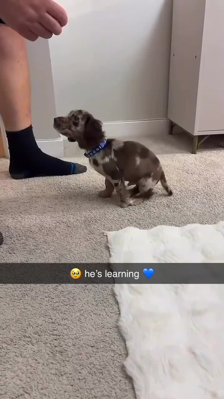 Cocker Spaniel dogs for sale: Cocker spaniel  - Video 1