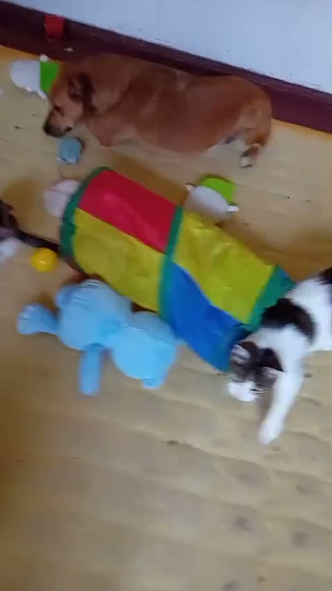 Mixed Breed dogs for adoption: 🐶🐱 BELLA & MINNIE - A BEAUTIFUL FRIENDSHIP  🐾❤️ - Video 1