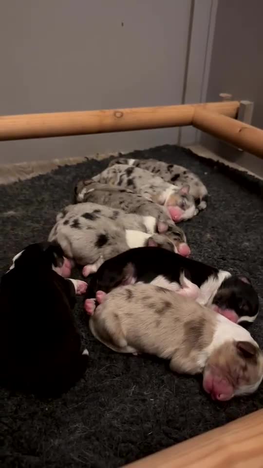 Australian Shepherd dogs for sale: Australian Shepherd Litter  - Video 1