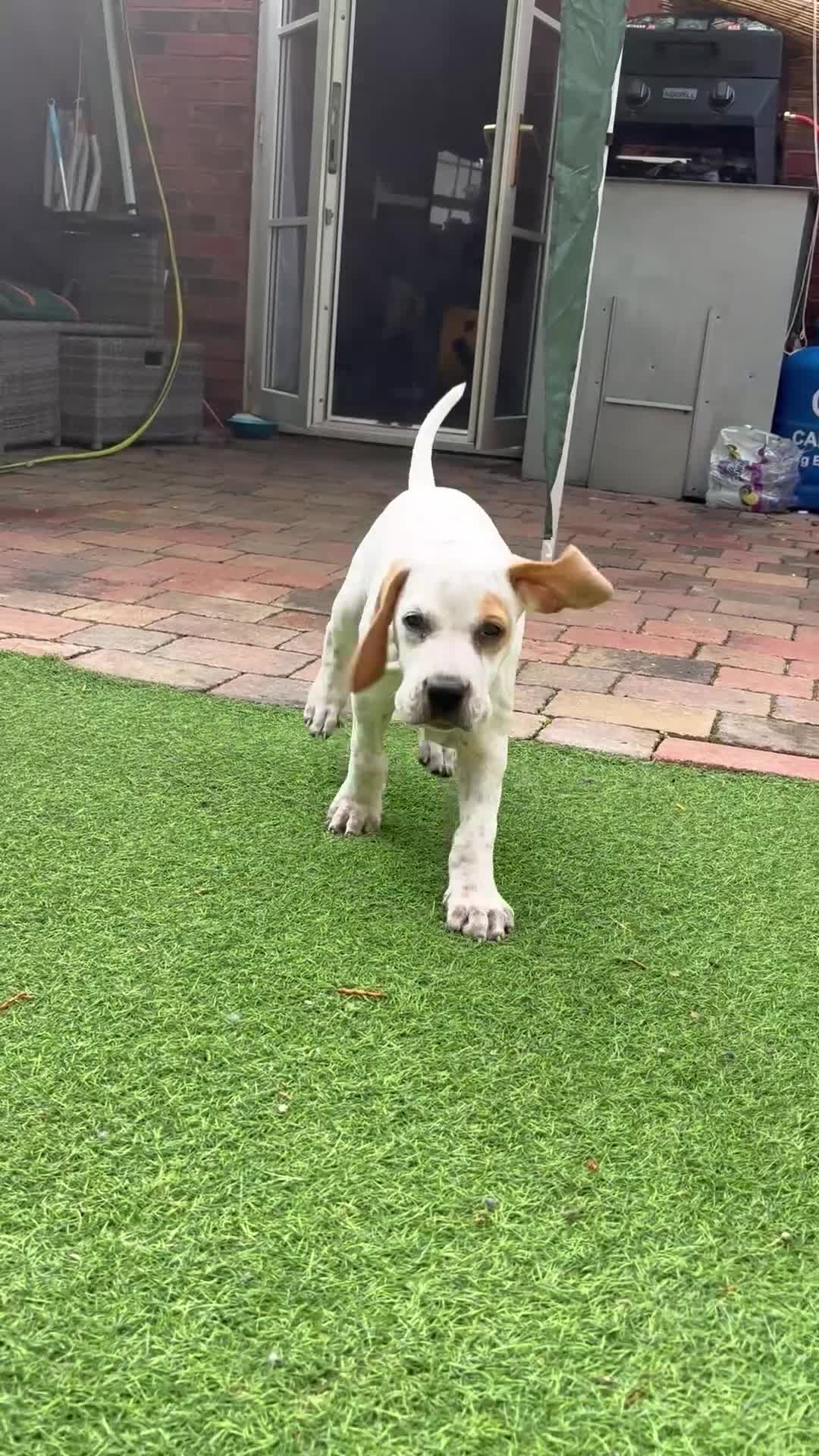 Pointer dogs for sale: Last gorgeous little boy looking for his new home - Video 1