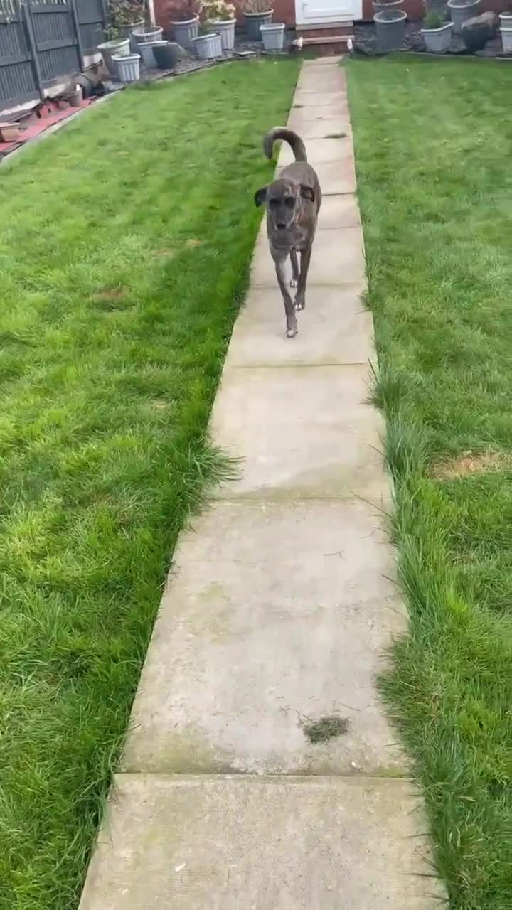 Mixed Breed dogs for adoption: MAIZIE - The Sweetest Soul After Her Forever Home - Video 1