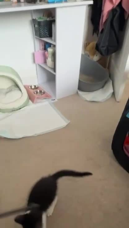 Mixed Breed cats for sale: *17 Week-Old*Male Kitten Looking for a 4Ever Home  - Video 1