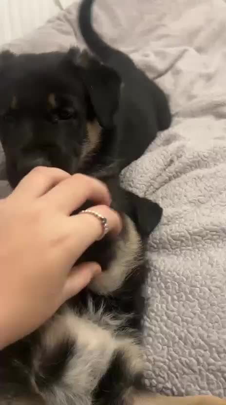 Mixed Breed dogs for sale: 3 fluffy Shollie German Shepard x Boarder Collie - Video 1