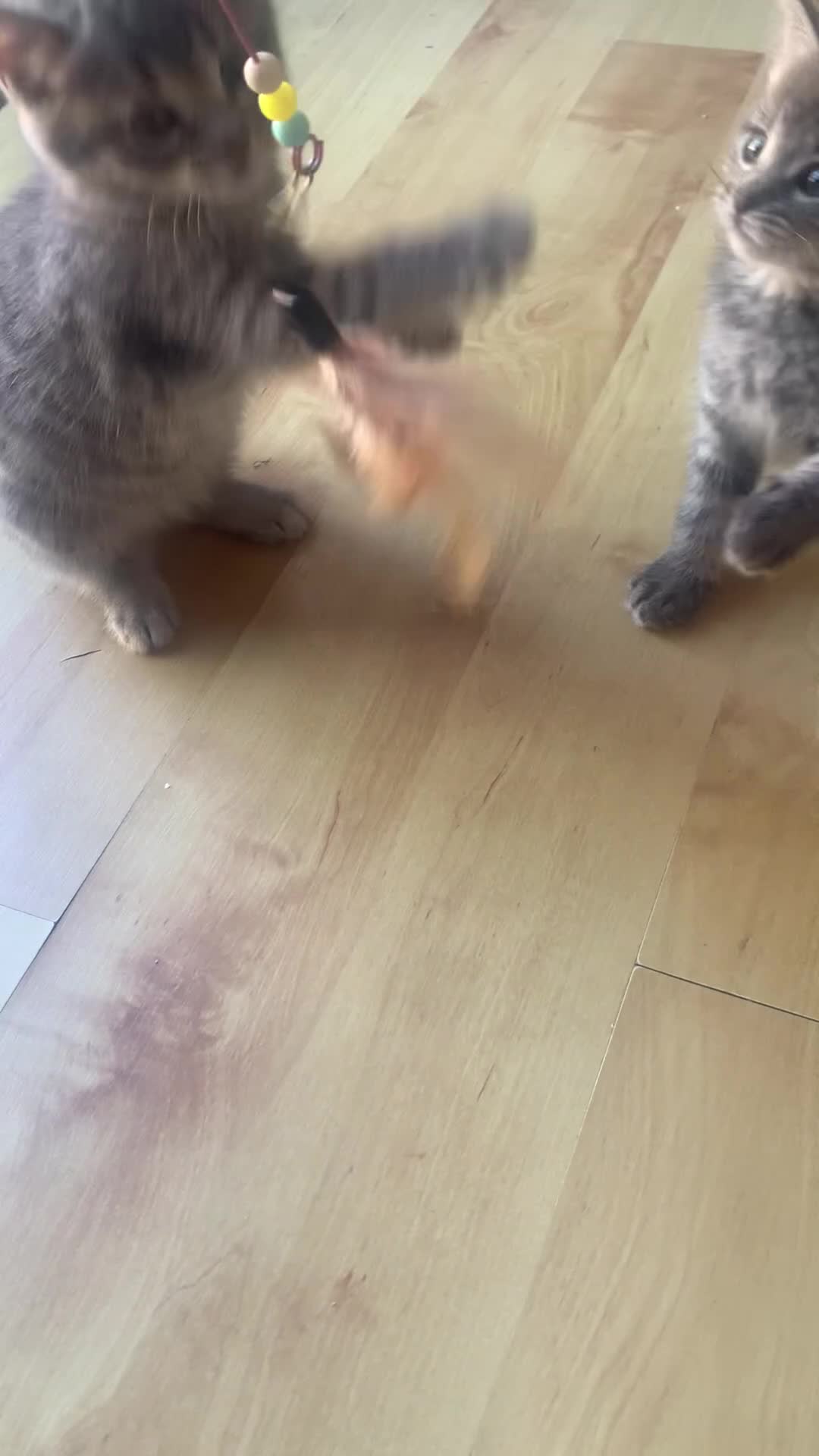 Mixed Breed cats for sale: 5 Adorable Grey & Black Kittens - Video 4
